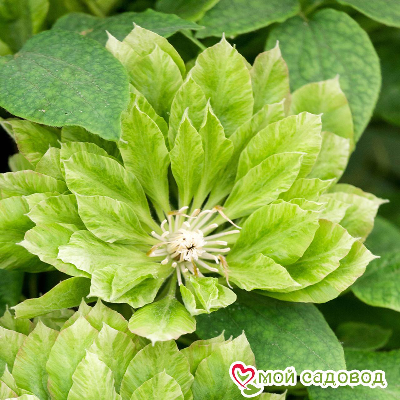 Клематис Грин Пэшн