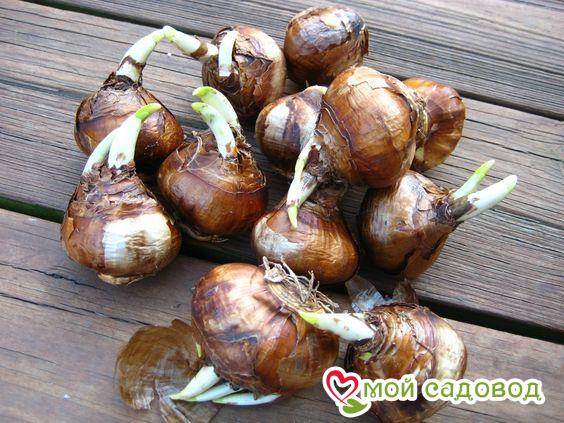 Нарцисс Сапфировый Бриз